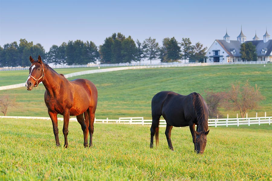 Lexington, KY Insurance - Two Horses in a Pasture, Rolling Hills and Fences in the Background